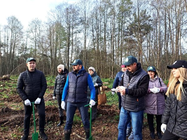 Майже 7 тисяч дерев висадили сьогодні працівники міської ради та СЛАТ «ТУР» Майже 7 тисяч дерев висадили сьогодні працівники міської ради та СЛАТ «ТУР»