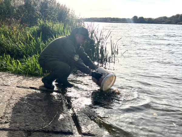 У Ковелі зарибнили водосховище коропом та білим амуром У Ковелі зарибнили водосховище коропом та білим амуром