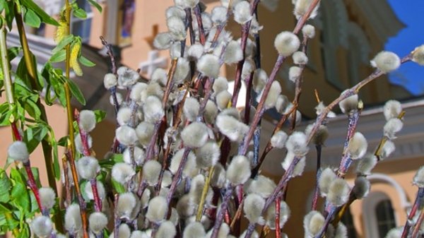 Сьогодні православні святкують Вхід Господній у Єрусалим або Вербну неділю