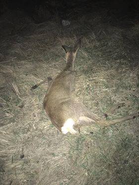Патрульні та небайдужий водій допомогли врятувати збиту косулю