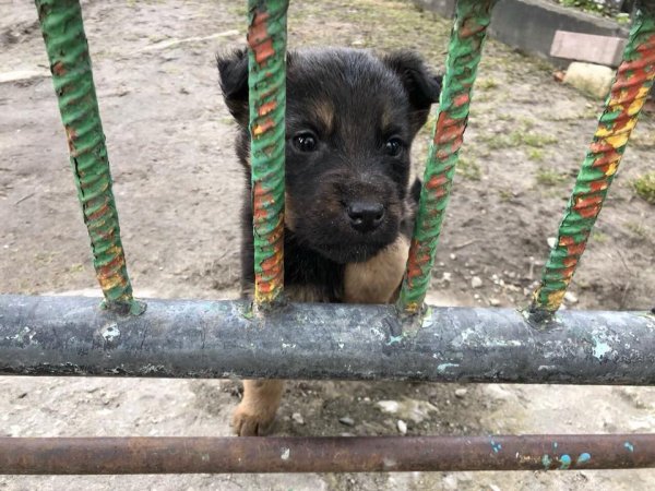 У Ковелі облаштовують пункт стерилізації та ідентифікації тварин У Ковелі облаштовують пункт стерилізації та ідентифікації тварин