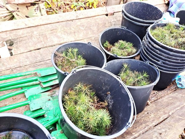 Майже 7 тисяч дерев висадили сьогодні працівники міської ради та СЛАТ «ТУР» Майже 7 тисяч дерев висадили сьогодні працівники міської ради та СЛАТ «ТУР»