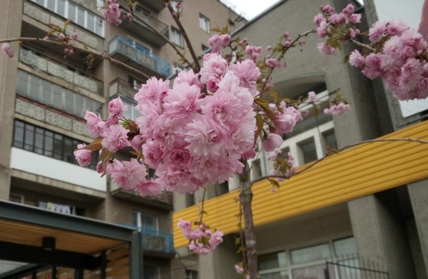 Головний синоптик країни прогнозує теплу суботу та кличе українців садити городину