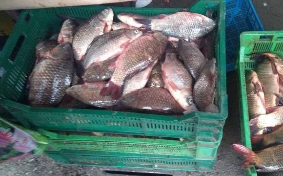 За місяць на Волині зафіксовано 51 порушення правил рибальства