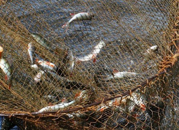 На водоймах Ковельщини виявлено 57 порушень правил природоохоронного законодавства На водоймах Ковельщини виявлено 57 порушень правил природоохоронного законодавства