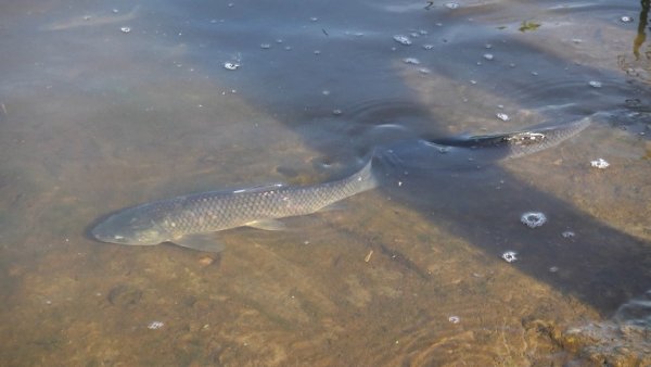 Сьогодні у Ковелі відбулась чергова акція із зариблення Турії Сьогодні у Ковелі відбулась чергова акція із зариблення Турії