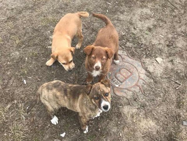 У Ковелі облаштовують пункт стерилізації та ідентифікації тварин