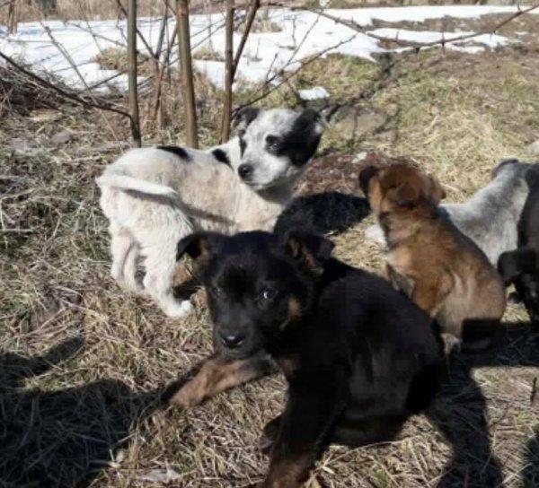 У Ковелі облаштовують пункт стерилізації та ідентифікації тварин У Ковелі облаштовують пункт стерилізації та ідентифікації тварин