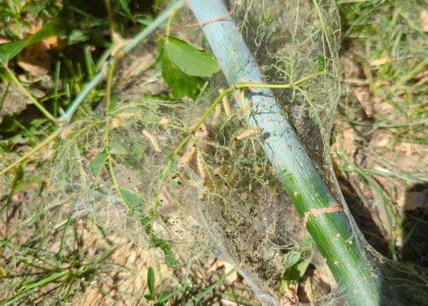 Ігор Чайка: маємо усі долучитися до боротьби зі шкідником, який завдає суттєвої шкоди деревам у місті