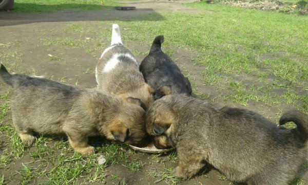 У Ковелі облаштовують пункт стерилізації та ідентифікації тварин У Ковелі облаштовують пункт стерилізації та ідентифікації тварин