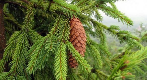 Де й коли у Ковелі можна буде придбати живу ялинку?