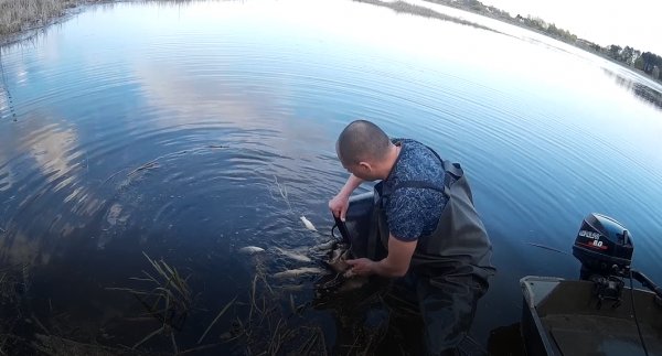 Ковельські дайвери та активісти з «Еко-Волині» і «Підводного світу» випустили у Турію 350 кг риби Ковельські дайвери та активісти з «Еко-Волині» і «Підводного світу» випустили у Турію 350 кг риби