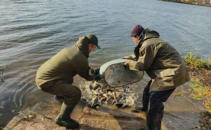 У Ковелі зарибнили водосховище коропом та білим амуром