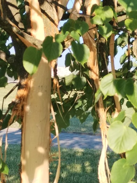 У Ковелі з’явились варвари 😡😡😡