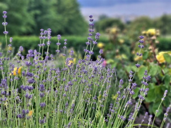 Вулиці Ковеля прикрашають квітами Вулиці Ковеля прикрашають квітами