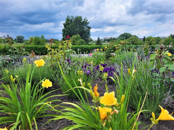 Вулиці Ковеля прикрашають квітами Вулиці Ковеля прикрашають квітами