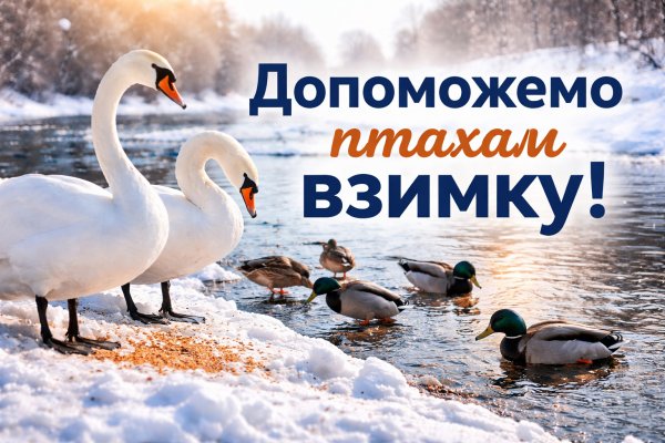 Як допомогти диким птахам узимку: що мають знати мешканці Ковеля