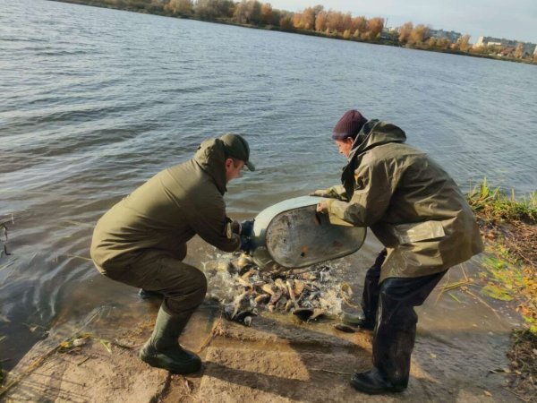 У Ковелі зарибнили водосховище коропом та білим амуром У Ковелі зарибнили водосховище коропом та білим амуром