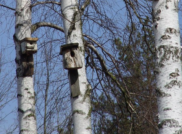 Якою буде погода в Ковелі та Волинській області на вихідні, 24 і 25 березня
