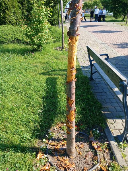 У Ковелі з’явились варвари 😡😡😡