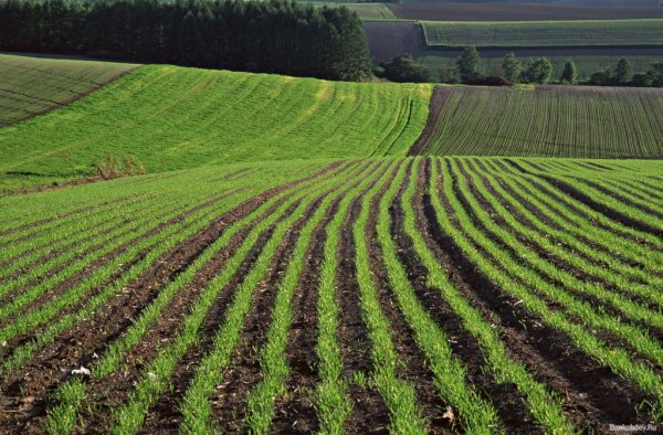 Прокуратура змусила фермерів звільнили самовільно зайняту землю на Ковельщині Прокуратура змусила фермерів звільнили самовільно зайняту землю на Ковельщині