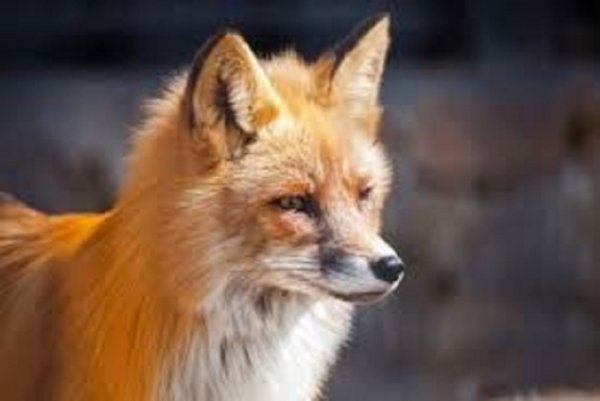 На Ковельщині розпочали імунізацію диких тварин На Ковельщині розпочали імунізацію диких тварин