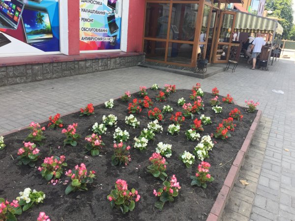 У Ковелі з'явилася клумба на честь 500-річчя Магдебурзького права У Ковелі з'явилася клумба на честь 500-річчя Магдебурзького права