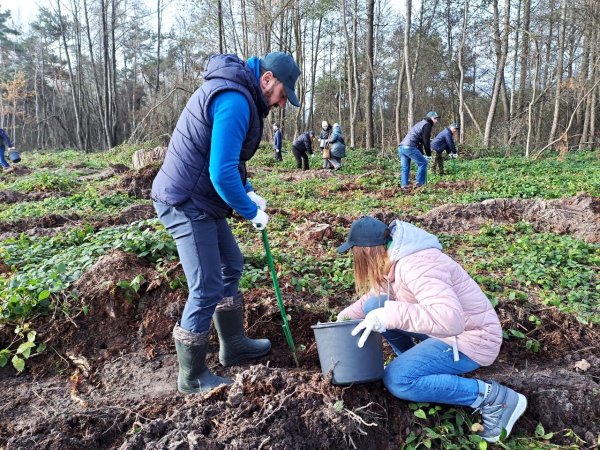 Майже 7 тисяч дерев висадили сьогодні працівники міської ради та СЛАТ «ТУР» Майже 7 тисяч дерев висадили сьогодні працівники міської ради та СЛАТ «ТУР»