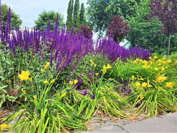 Вулиці Ковеля прикрашають квітами Вулиці Ковеля прикрашають квітами