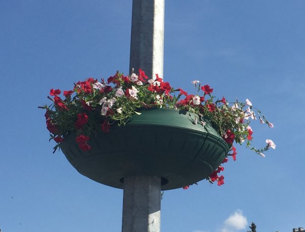 У Ковелі з'явилася клумба на честь 500-річчя Магдебурзького права У Ковелі з'явилася клумба на честь 500-річчя Магдебурзького права