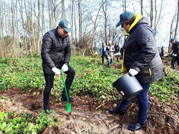 Майже 7 тисяч дерев висадили сьогодні працівники міської ради та СЛАТ «ТУР» Майже 7 тисяч дерев висадили сьогодні працівники міської ради та СЛАТ «ТУР»