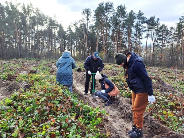 Майже 7 тисяч дерев висадили сьогодні працівники міської ради та СЛАТ «ТУР» Майже 7 тисяч дерев висадили сьогодні працівники міської ради та СЛАТ «ТУР»