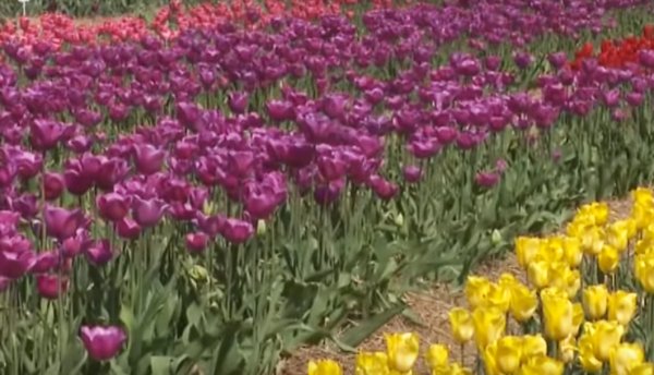 Три мільйони тюльпанів двохсот сортів - у «Волинській Голландії» за 30 км від Ковеля