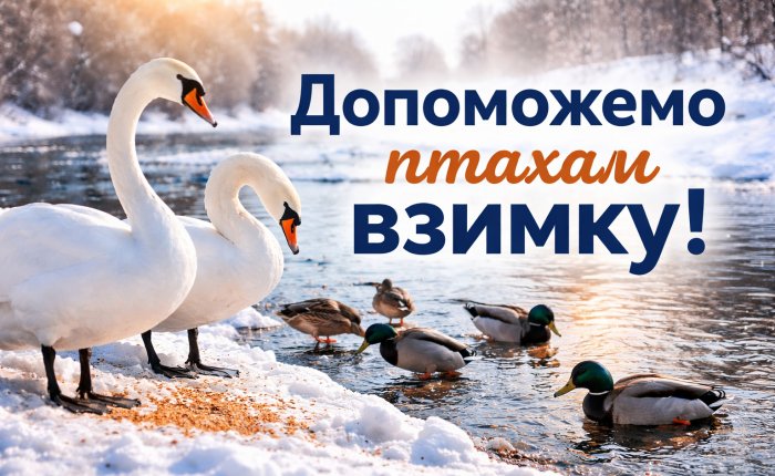 Як допомогти диким птахам узимку: що мають знати мешканці Ковеля