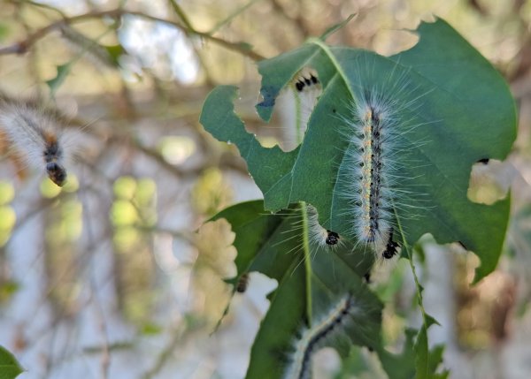 Ігор Чайка: маємо усі долучитися до боротьби зі шкідником, який завдає суттєвої шкоди деревам у місті