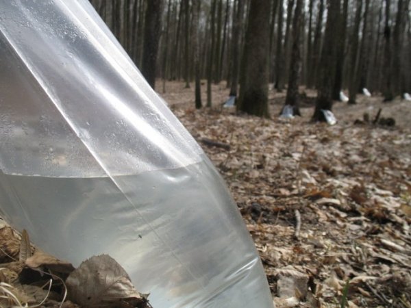 На Волині стартував сезон заготівлі березового соку. Такої пізньої заготівлі соку ще не було На Волині стартував сезон заготівлі березового соку. Такої пізньої заготівлі соку ще не було