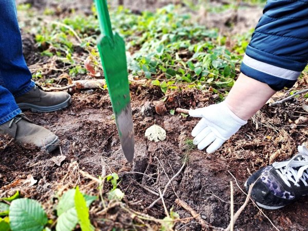 Майже 7 тисяч дерев висадили сьогодні працівники міської ради та СЛАТ «ТУР» Майже 7 тисяч дерев висадили сьогодні працівники міської ради та СЛАТ «ТУР»
