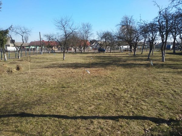 У Ковелі учні, вчителі та батьки садили фруктові дерева у шкільному саду ФОТО У Ковелі учні, вчителі та батьки садили фруктові дерева у шкільному саду ФОТО