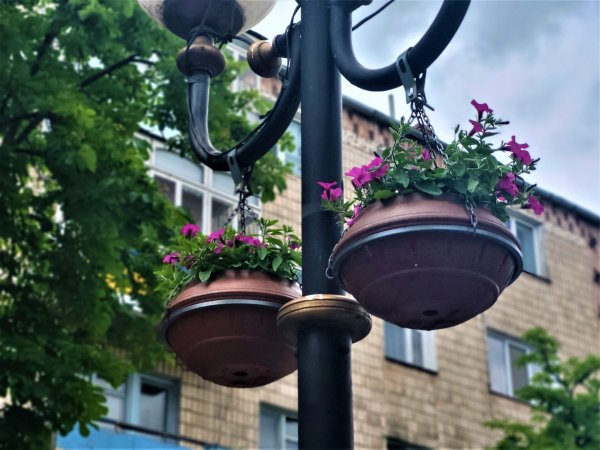 Вулиці Ковеля прикрашають квітами Вулиці Ковеля прикрашають квітами