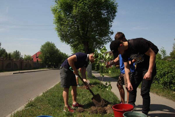 Молодь Ковеля висаджує дерева в місті