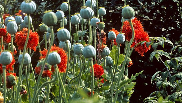 Ковельчан штрафуватимуть за вирощування маку Ковельчан штрафуватимуть за вирощування маку