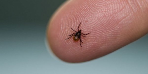 Кір у Ковелі не відступає. Крім того, на ковельчан насуваються інші інфекційні хвороби Кір у Ковелі не відступає. Крім того, на ковельчан насуваються інші інфекційні хвороби