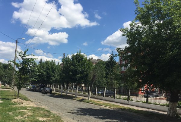 У Ковелі знесуть ряд дерев та кущів у різних мікрорайонах міста