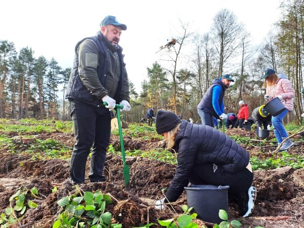 Майже 7 тисяч дерев висадили сьогодні працівники міської ради та СЛАТ «ТУР» Майже 7 тисяч дерев висадили сьогодні працівники міської ради та СЛАТ «ТУР»