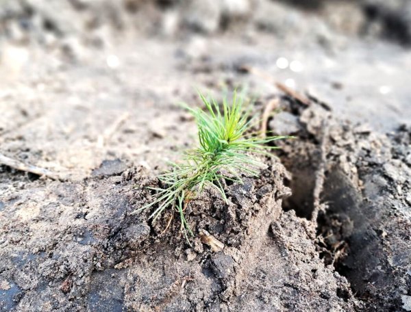 Майже 7 тисяч дерев висадили сьогодні працівники міської ради та СЛАТ «ТУР» Майже 7 тисяч дерев висадили сьогодні працівники міської ради та СЛАТ «ТУР»