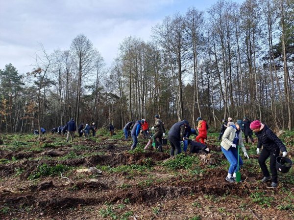 Майже 7 тисяч дерев висадили сьогодні працівники міської ради та СЛАТ «ТУР» Майже 7 тисяч дерев висадили сьогодні працівники міської ради та СЛАТ «ТУР»
