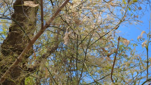 Ігор Чайка: маємо усі долучитися до боротьби зі шкідником, який завдає суттєвої шкоди деревам у місті