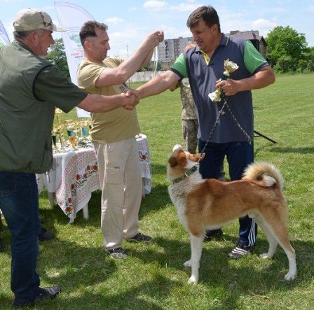 У Луцьку відбулась обласна виставка мисливських собак